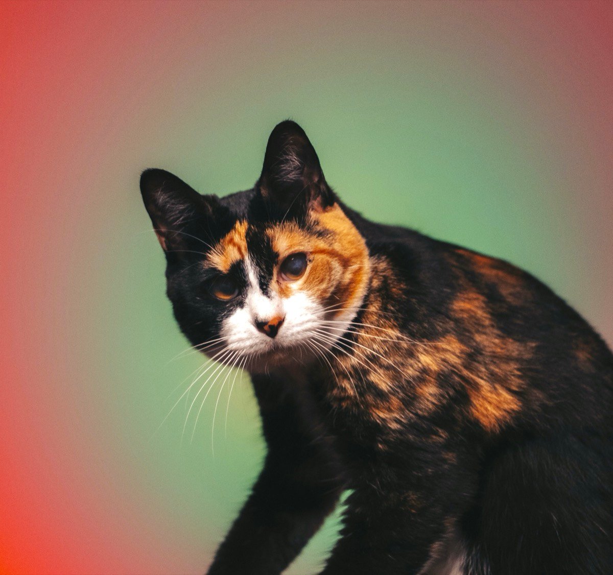 Calico cat