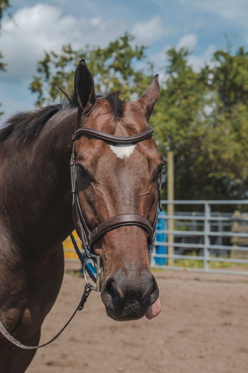 Windermere horse portrait with bridle