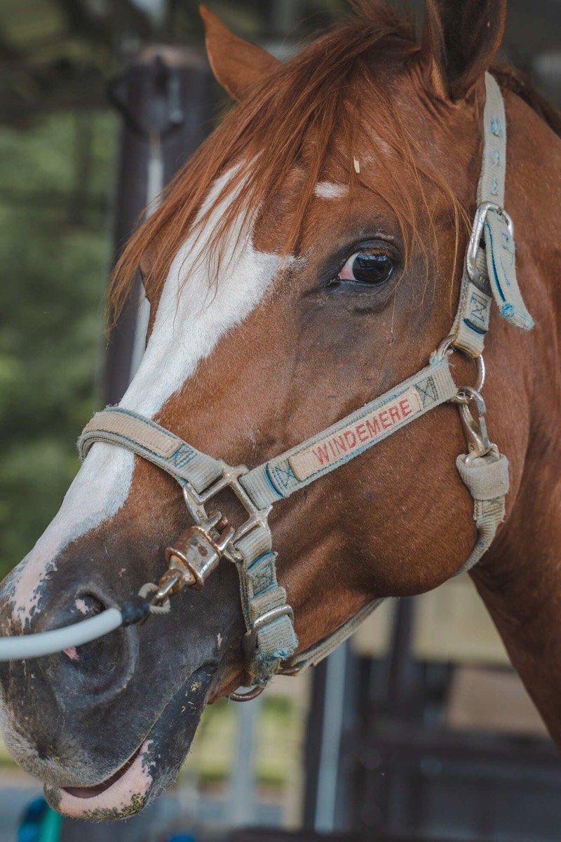 Windermere horse portrait close-up