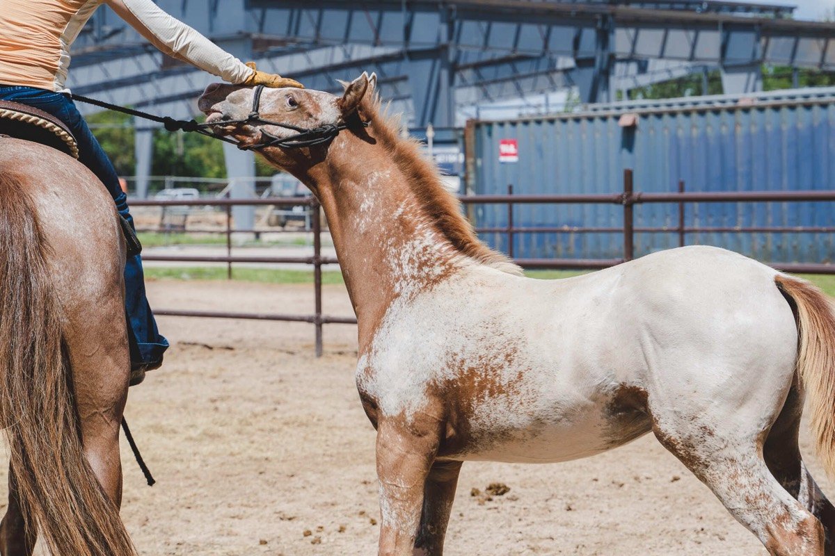 Windermere horse training arena