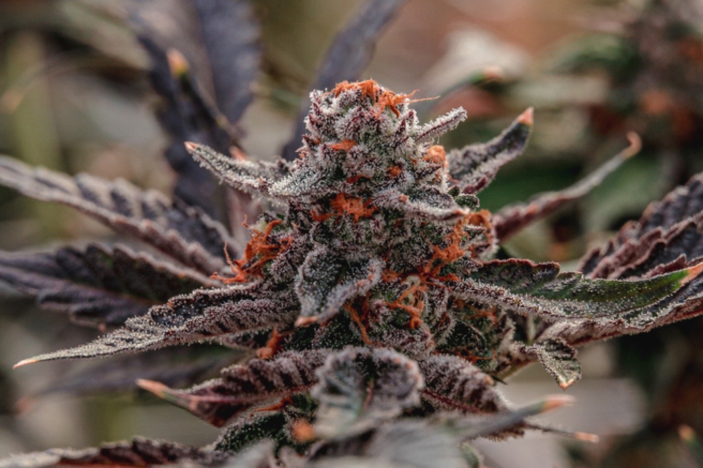 VidaCann cannabis bud close-up