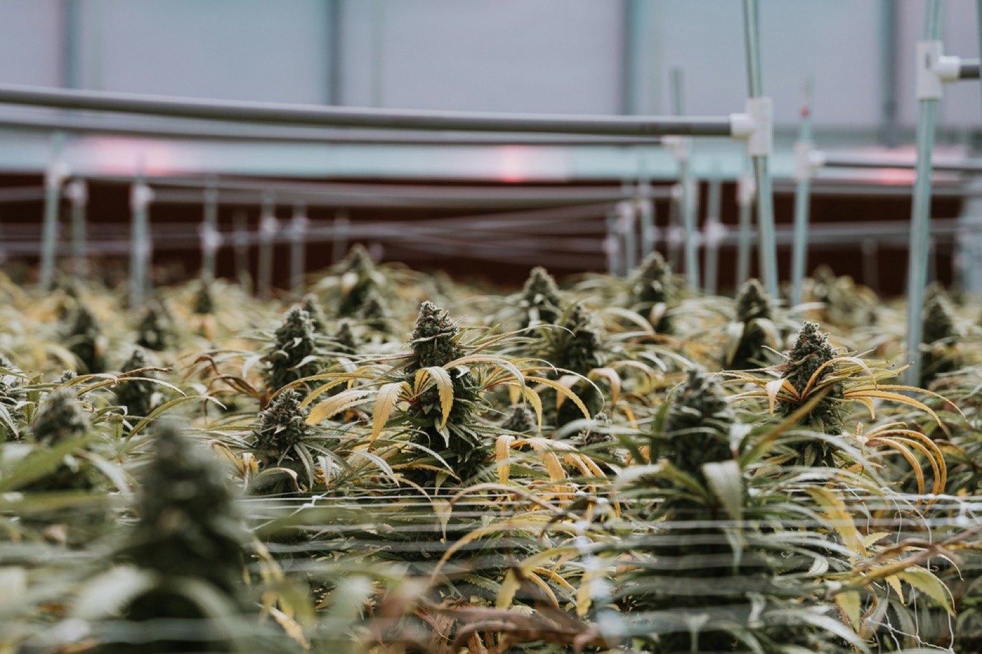 VidaCann greenhouse plants