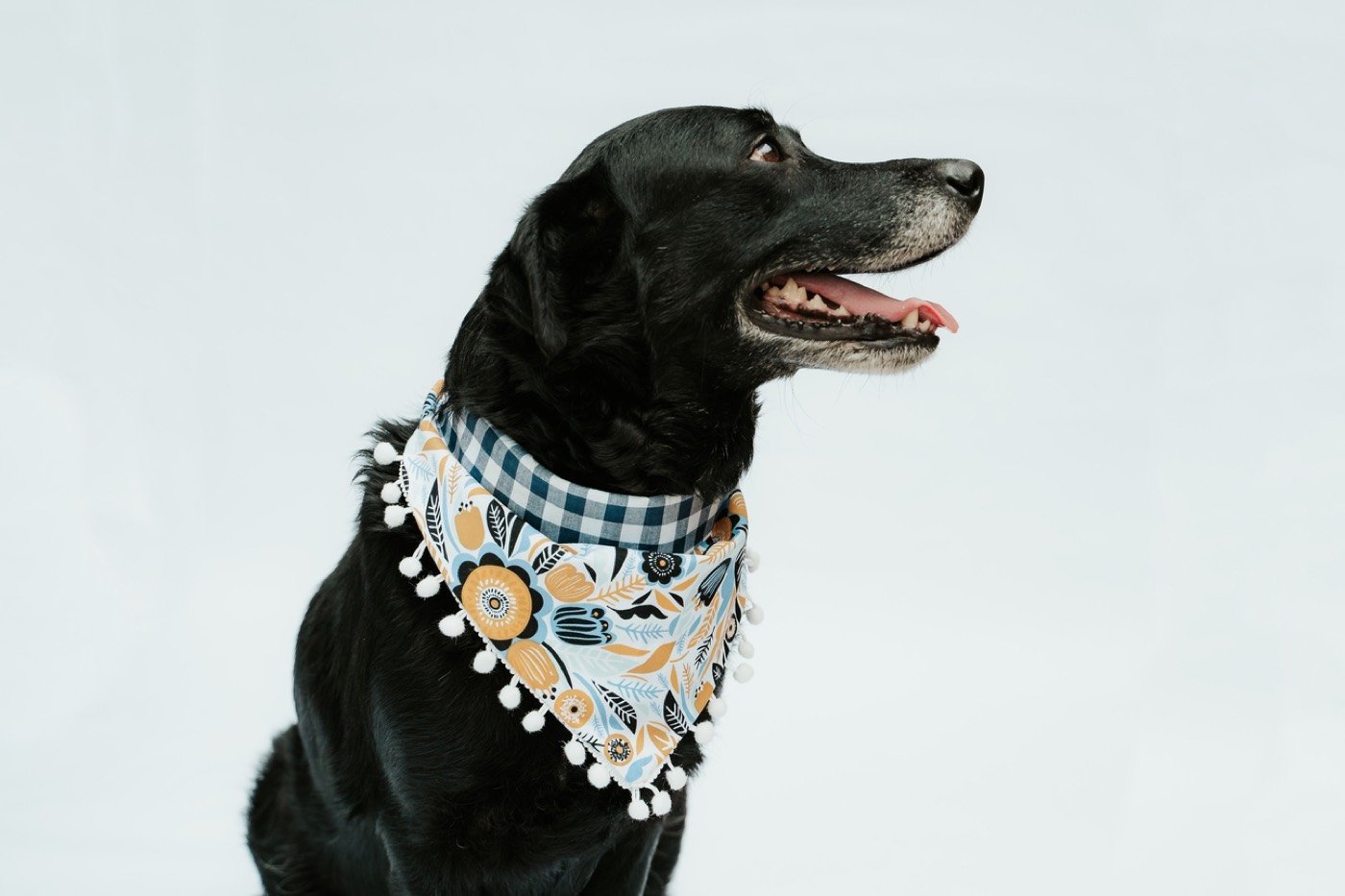 Pet product photography, dog in plaid bandana