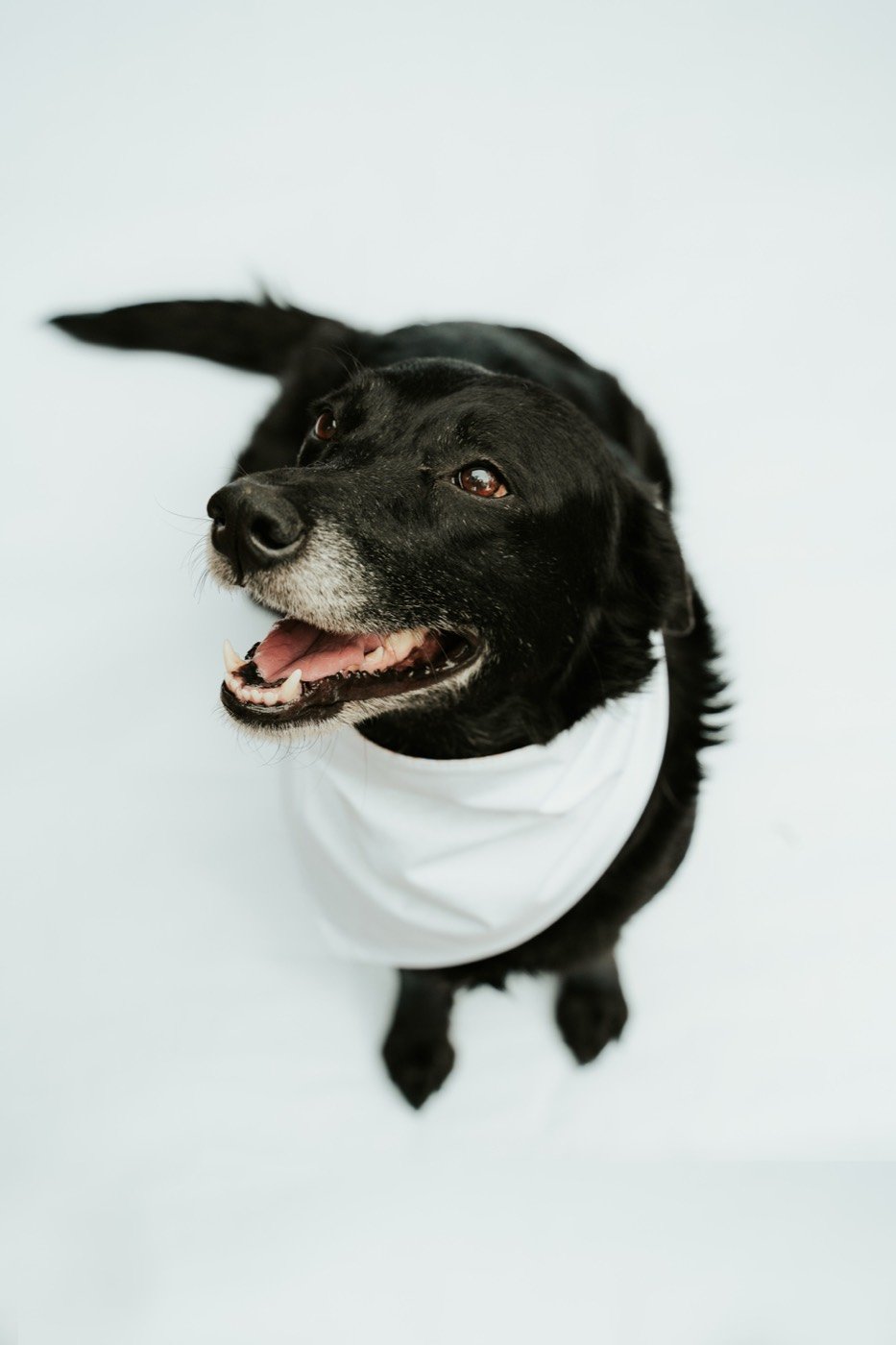 Pet product photography, dog in white bandana