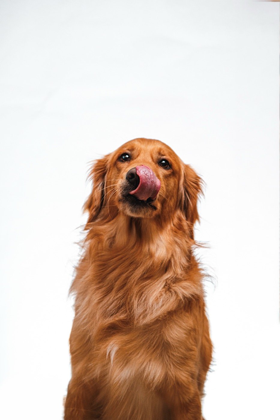 Golden retriever pet portrait